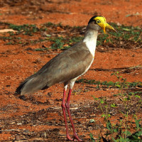 Masked Lapwing